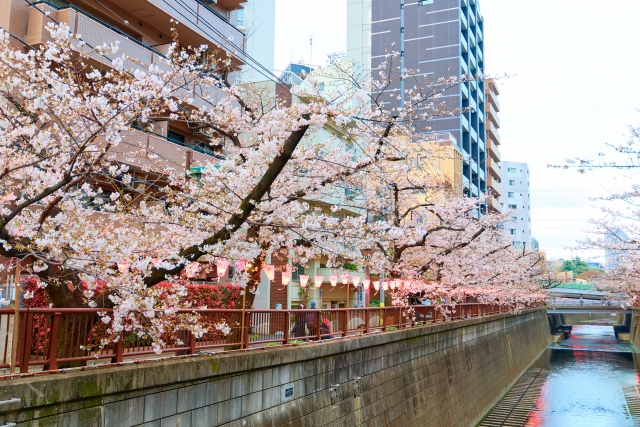 目黒川の桜